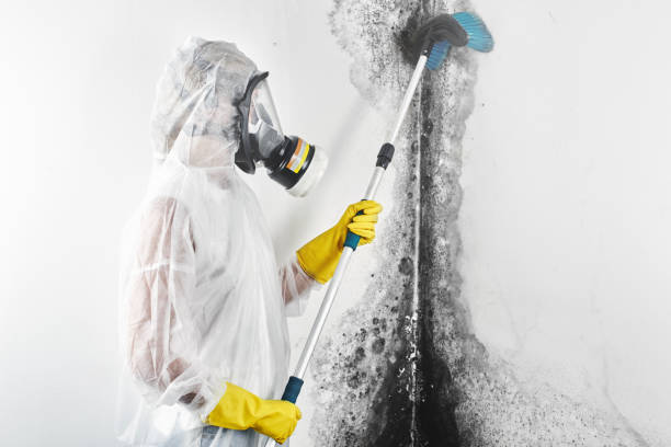 Biohazard Mold Removal in Rensselaer, NY