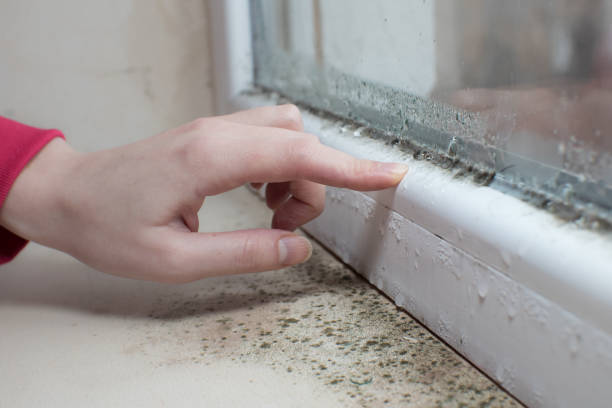Best Black Mold Removal  in Rensselaer, NY